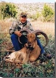 Free Range Aoudad Sheep Hunting, Aoudad Sheep are one of the most challenging sheep species to hunt anywhere in the world.  All Seasons Guide Service .