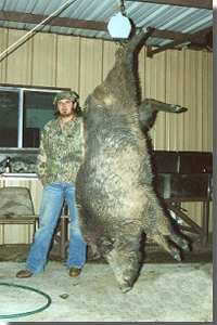 Guided Hog Hunts With All Seasons Guide  Service.