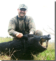 Guided Hog Hunts With All Seasons Guide  Service.