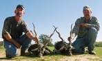 South Texas Exotic Hunting Safaris With All Seasons Guide Service