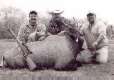 All Seasons Guide Service South Texas Nilgai Antelope Safaris - Click Here For A Larger View