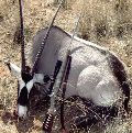 South Texas Exotic Hunting Safaris With All Seasons Guide Service