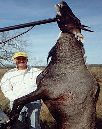 All Seasons Guide Service South Texas Nilgai Antelope Safaris - Click Here For A Larger View