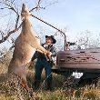 All Seasons Guide Service South Texas Nilgai Antelope Safaris - Click Here For A Larger View