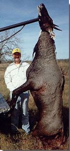 Nilgai Bulls Are Huge Animals