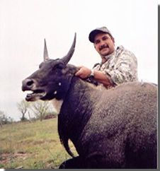 Guided Nilgai Hunts !!