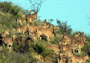 Click Here For A Larger View  Free Range Aoudad Sheep Hunting, Aoudad Sheep are one of the most challenging sheep species to hunt anywhere in the world.  All Seasons Guide Service .