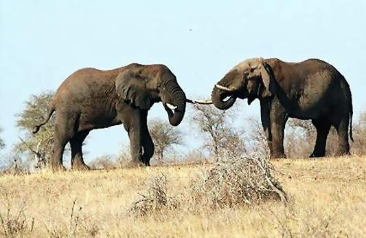 South Africa Hunting,Guided Safaris Big Game Hunting Gallery