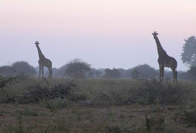 South Africa Big Game Hunting, All Seasons Guide Service.