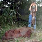 Texas Hog Hunting Adventures With -All Season Guide Service - Click On Image For A Larger View