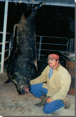 South Texas Guided Hog Hunts - All Seasons Guide Service.