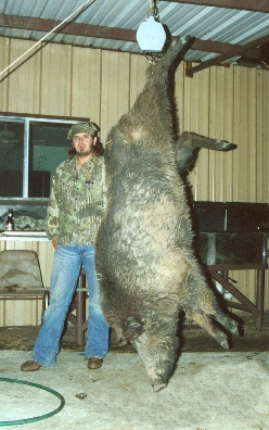 South Texas Guided Hog Hunts - All Seasons Guide Service.