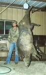 Texas Hog Hunting Adventures With -All Season Guide Service - Click On Image For A Larger View