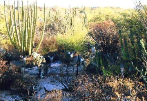 Sonora Mexico Mule Deer Hunts,guided mule deer hunts,Hunt Mexico For Trophy Mule Deer