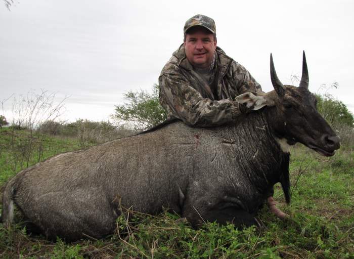 All Seasons Guide Service South Texas Nilgai Antelope Safaris - Click Here To Return To The Nilgai Hunting Gallery.