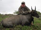 All Seasons Guide Service South Texas Nilgai Antelope Safaris - Click Here For A Larger View