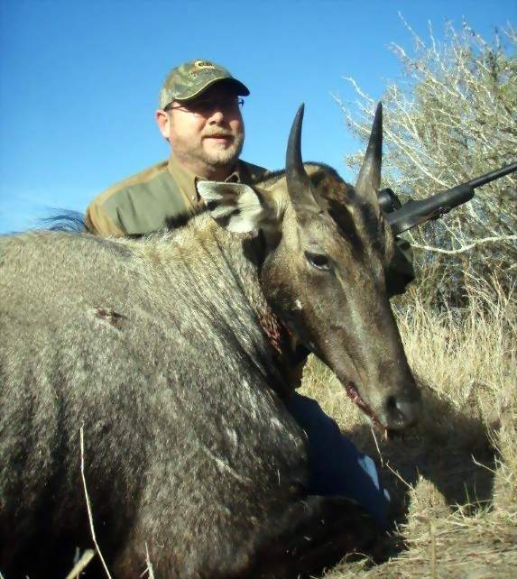 All Seasons Guide Service South Texas Nilgai Antelope Safaris.