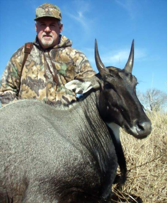 All Seasons Guide Service South Texas Nilgai Antelope Safaris.