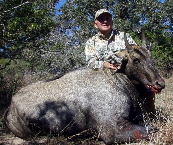 All Seasons Guide Service South Texas Nilgai Antelope Safaris.