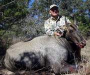 All Seasons Guide Service South Texas Nilgai Antelope Safaris - Click Here For A Larger View