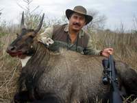 All Seasons Guide Service South Texas Nilgai Antelope Safaris - Click Here For A Larger View