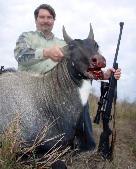 All Seasons Guide Service South Texas Nilgai Antelope Safaris.