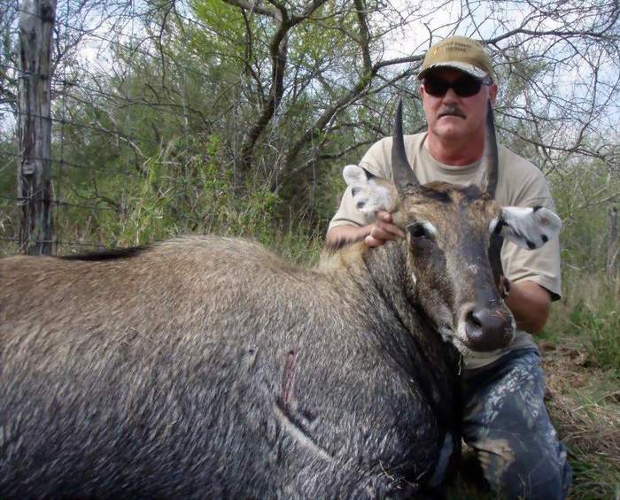 All Seasons Guide Service South Texas Nilgai Antelope Safaris.