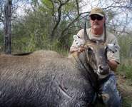 All Seasons Guide Service South Texas Nilgai Antelope Safaris - Click Here For A Larger View