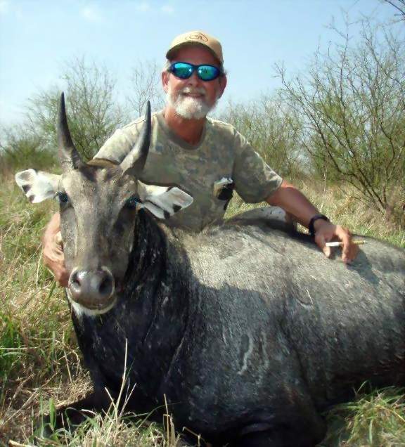 All Seasons Guide Service South Texas Nilgai Antelope Safaris.