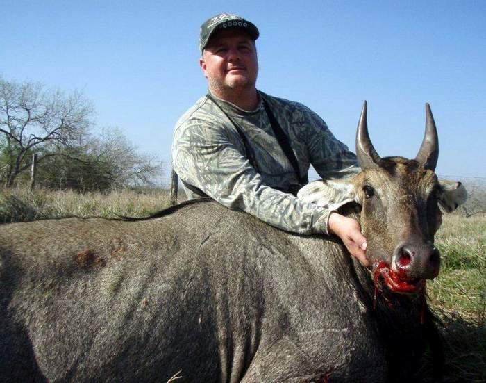 All Seasons Guide Service South Texas Nilgai Antelope Safaris.