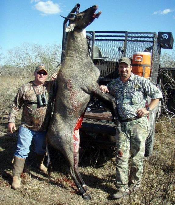 All Seasons Guide Service South Texas Nilgai Antelope Safaris.