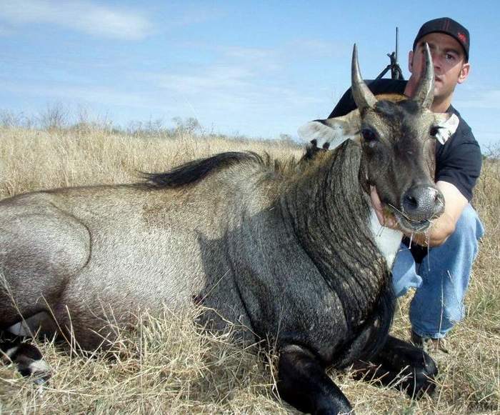 All Seasons Guide Service South Texas Nilgai Antelope Safaris.