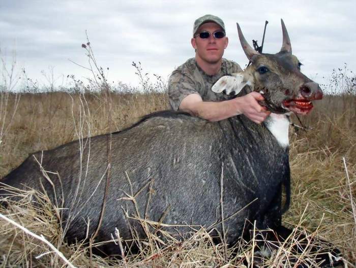 South Texas Nilgai Antelope Hunting - All Seasons Guide Service