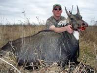 All Seasons Guide Service South Texas Nilgai Antelope Safaris - Click Here For A Larger View