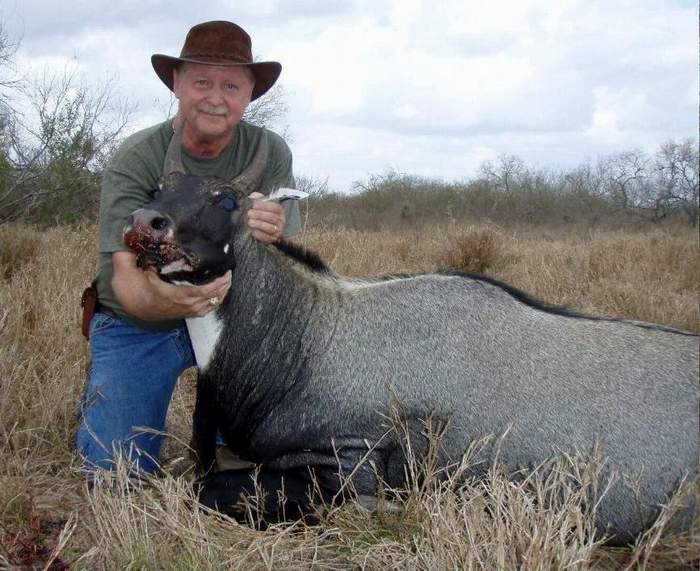 All Seasons Guide Service South Texas Nilgai Antelope Safaris.