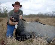 All Seasons Guide Service South Texas Nilgai Antelope Safaris - Click Here For A Larger View