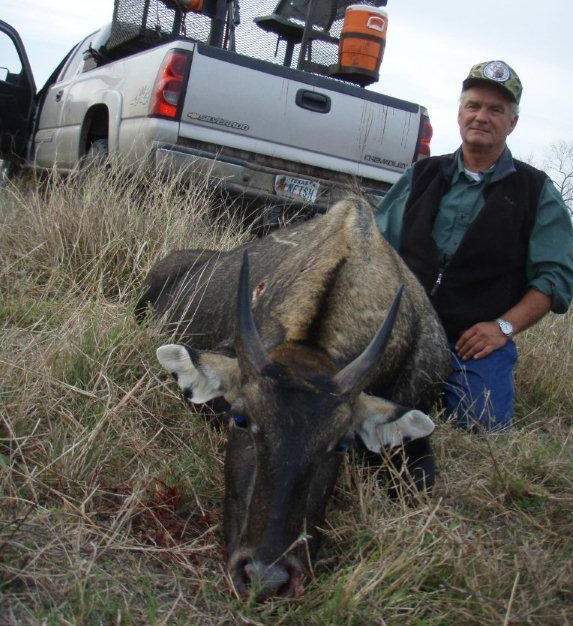 All Seasons Guide Service South Texas Nilgai Antelope Safaris.