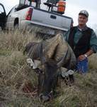 All Seasons Guide Service South Texas Nilgai Antelope Safaris - Click Here For A Larger View