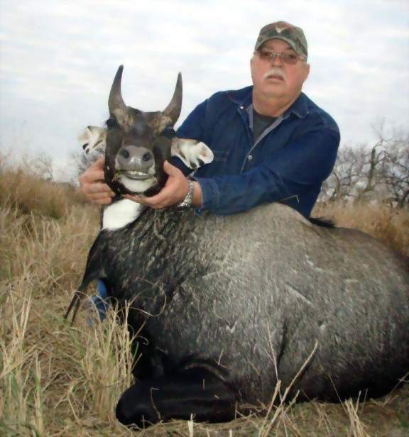 All Seasons Guide Service South Texas Nilgai Antelope Safaris.