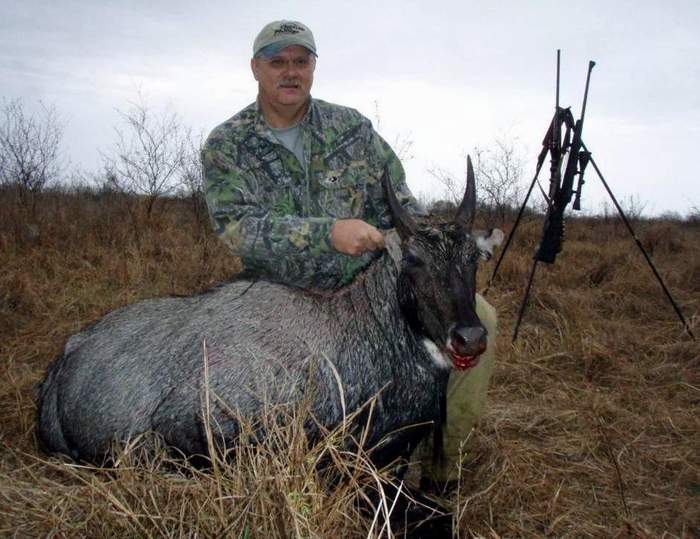 All Seasons Guide Service South Texas Nilgai Antelope Safaris.