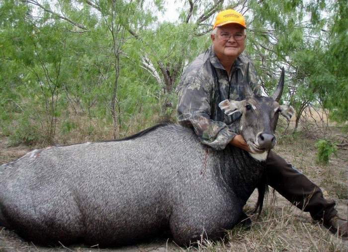 All Seasons Guide Service South Texas Nilgai Antelope Safaris.