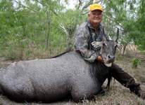 All Seasons Guide Service South Texas Nilgai Antelope Safaris - Click Here For A Larger View