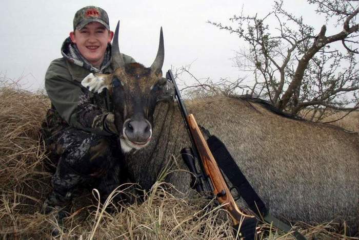 All Seasons Guide Service South Texas Nilgai Antelope Safaris.