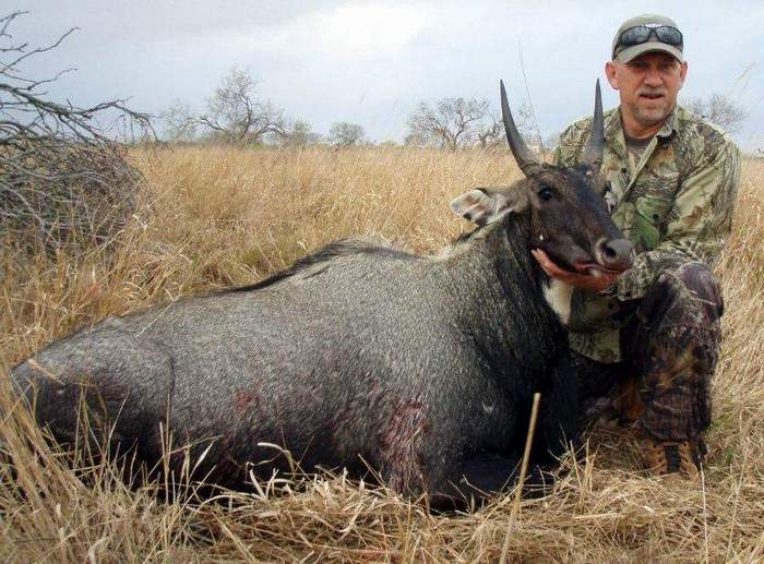 All Seasons Guide Service South Texas Nilgai Antelope Safaris.