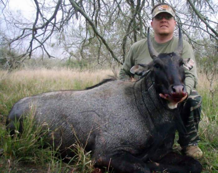 All Seasons Guide Service South Texas Nilgai Antelope Safaris.