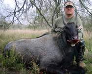 All Seasons Guide Service South Texas Nilgai Antelope Safaris - Click Here For A Larger View