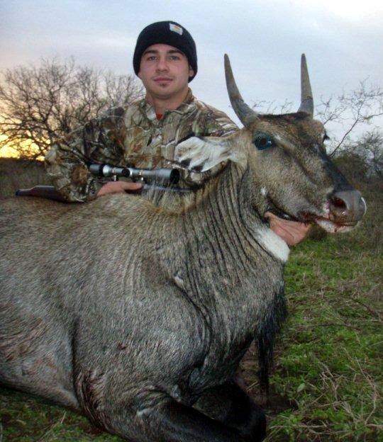 All Seasons Guide Service South Texas Nilgai Antelope Safaris.