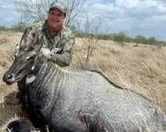 All Seasons Guide Service South Texas Nilgai Antelope Safaris - Click Here For A Larger View