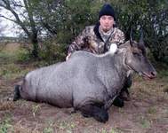 All Seasons Guide Service South Texas Nilgai Antelope Safaris - Click Here For A Larger View