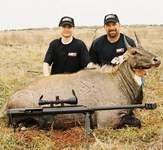 All Seasons Guide Service South Texas Nilgai Antelope Safaris - Click Here For A Larger View